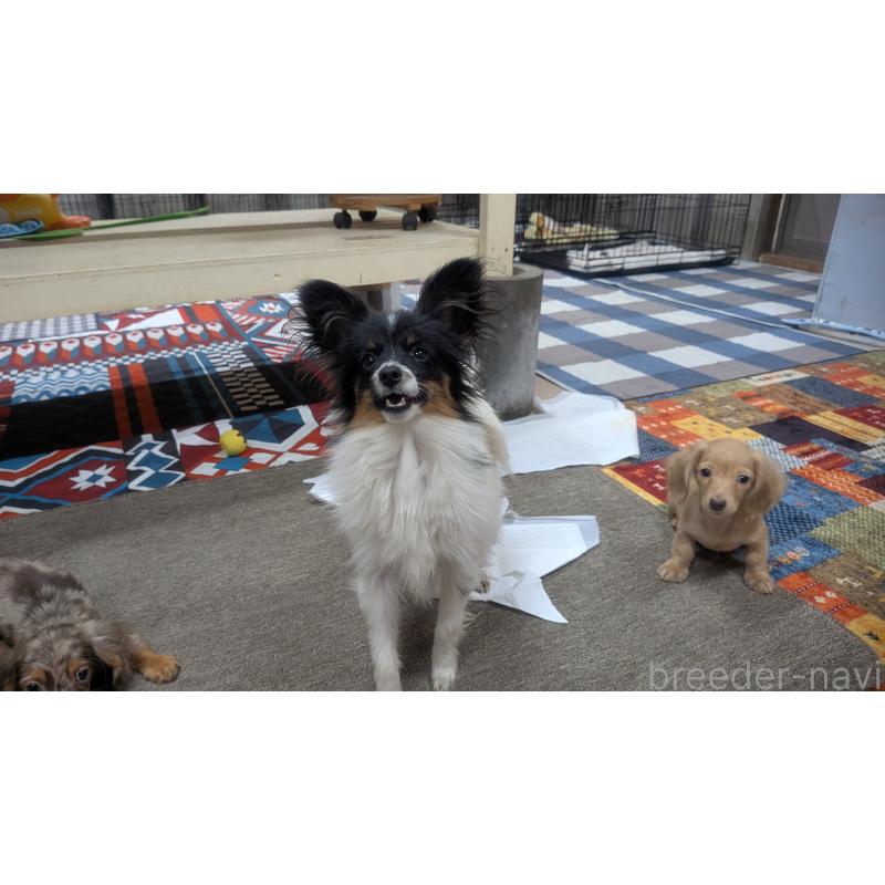 販売中の熊本県のパピヨン-398112の4枚目