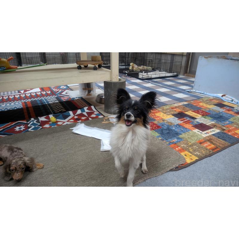 販売中の熊本県のパピヨン-398112の3枚目