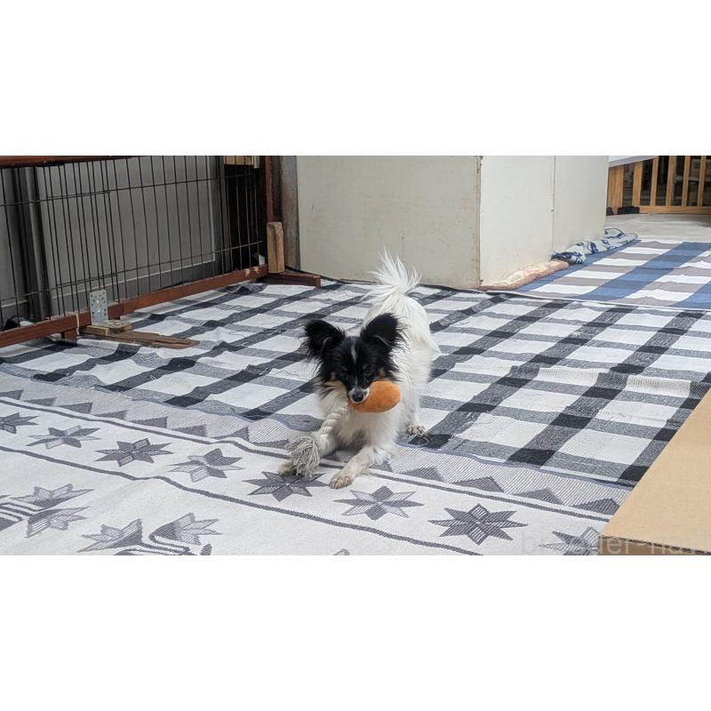 販売中の熊本県のパピヨン-398112の2枚目