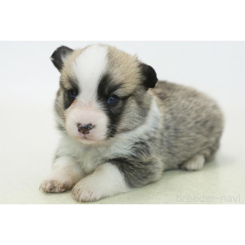 成約済の神奈川県のウェルシュコーギーペンブローク-436498