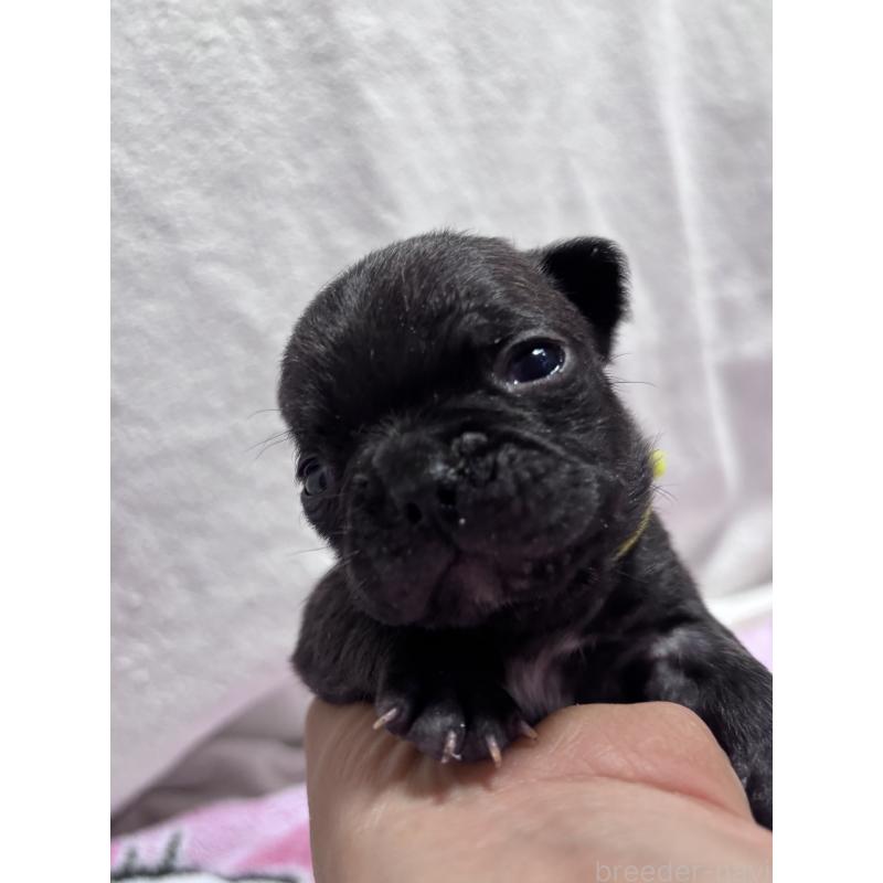 販売中の三重県のフレンチブルドッグ-437137