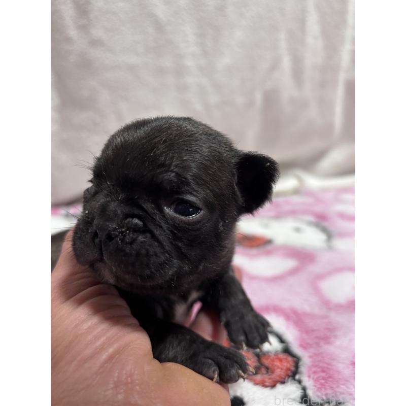 販売中の三重県のフレンチブルドッグ-437137の6枚目