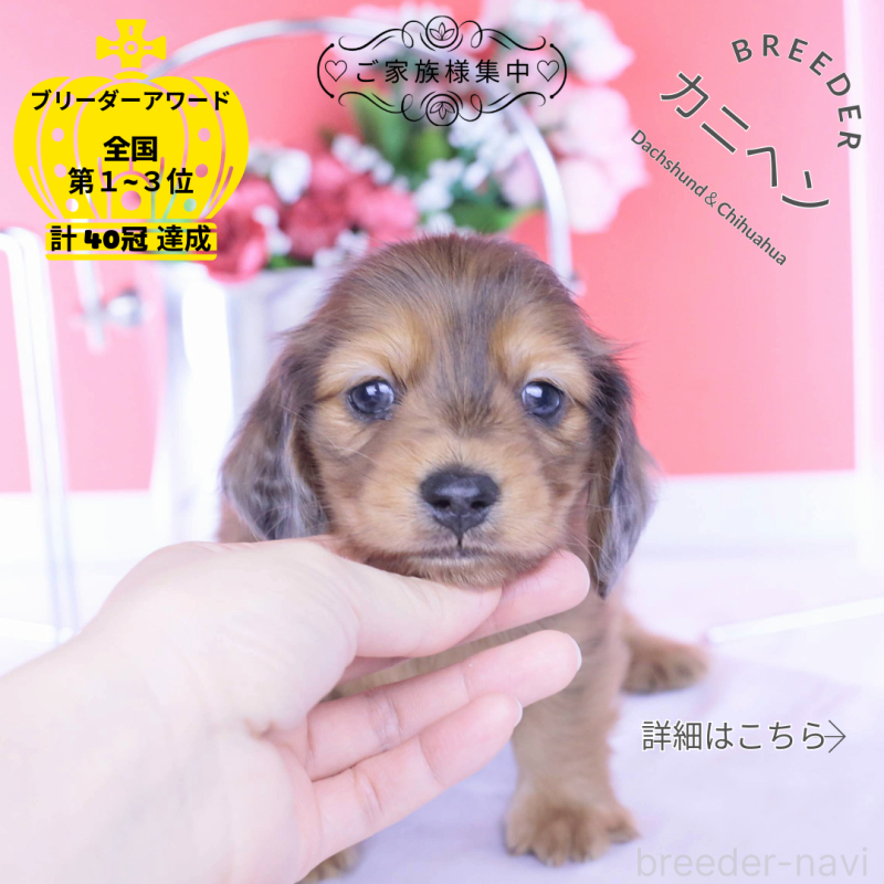 販売中の愛知県のカニンヘンダックスフンド(ロングヘアード)-437135の1枚目