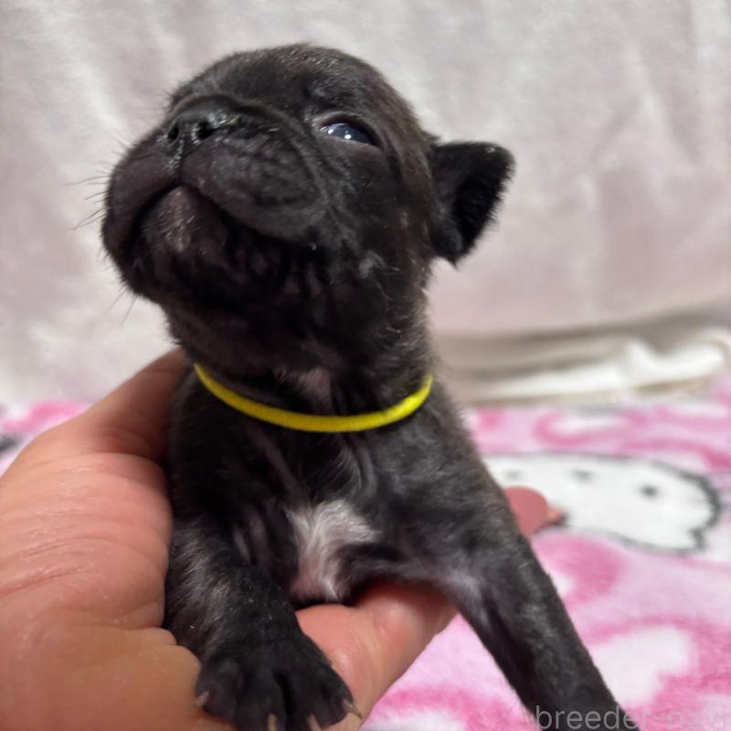 販売中の三重県のフレンチブルドッグ-437137の5枚目