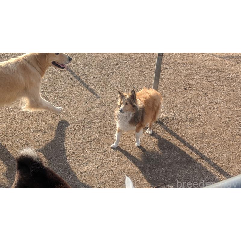 販売中の熊本県のシェットランドシープドッグ(シェルティ)-403422の5枚目