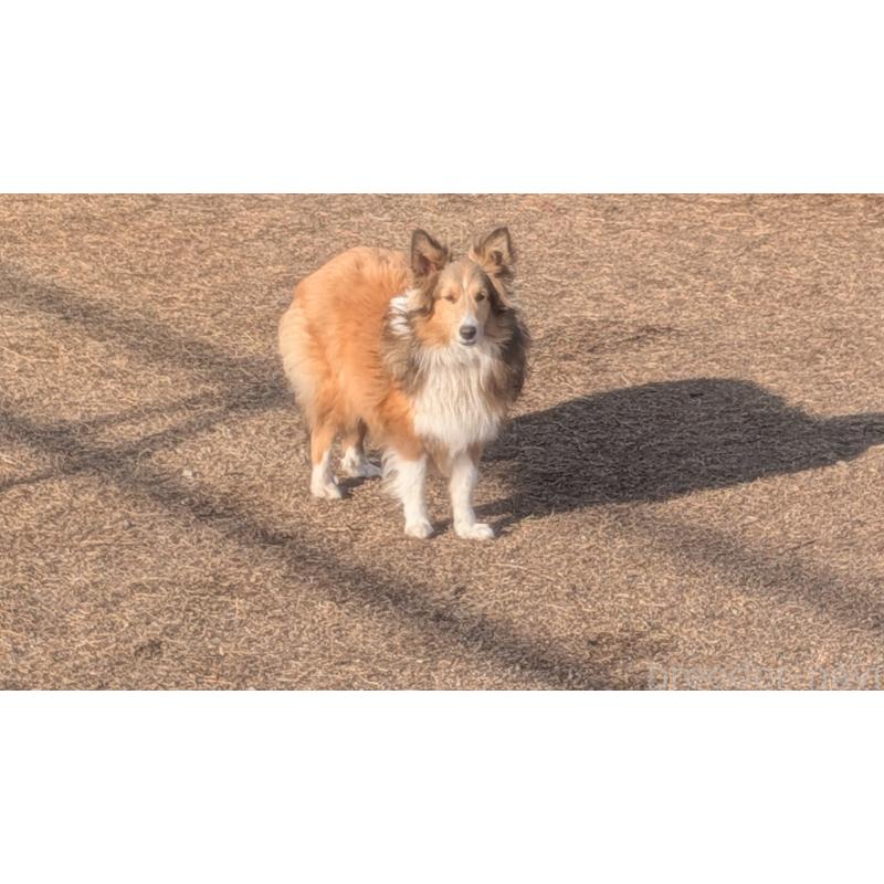 販売中の熊本県のシェットランドシープドッグ(シェルティ)-403422の2枚目