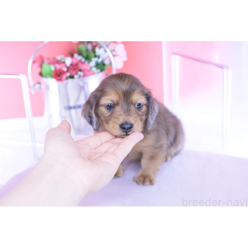 販売中の愛知県のカニンヘンダックスフンド(ロングヘアード)-437135の5枚目