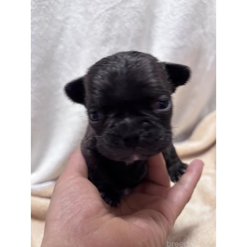 販売中の三重県のフレンチブルドッグ-437137の4枚目