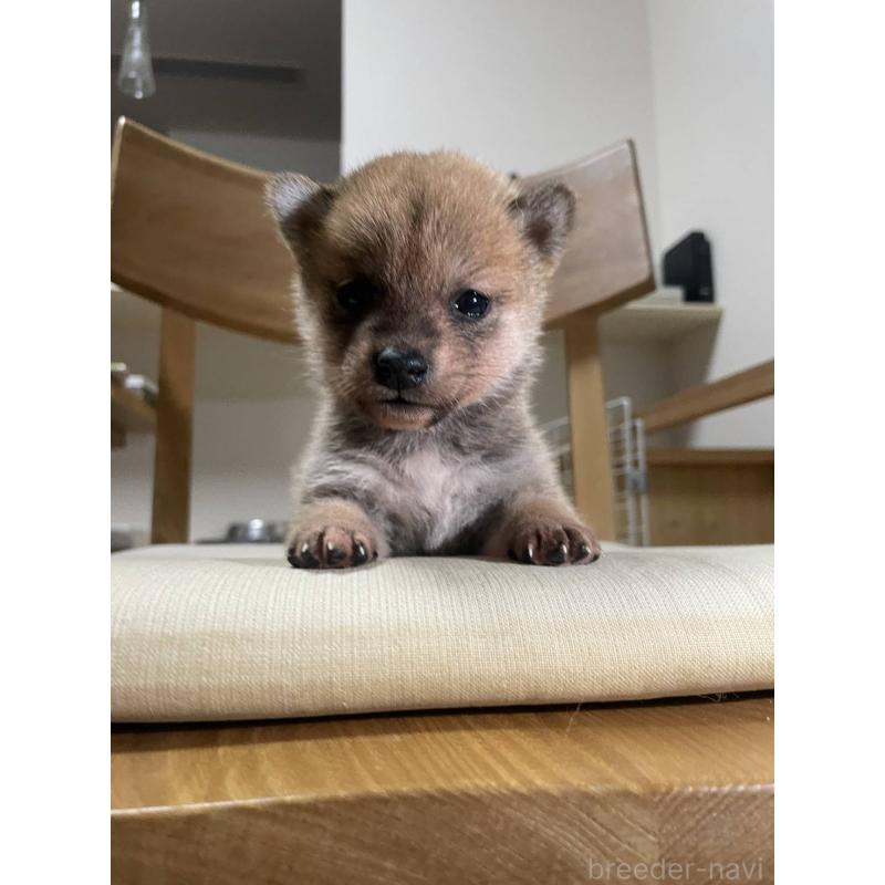 商談中の岡山県の柴犬-435381の2枚目