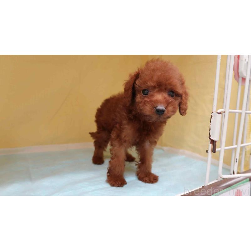 販売中の東京都のトイプードル-437136の4枚目