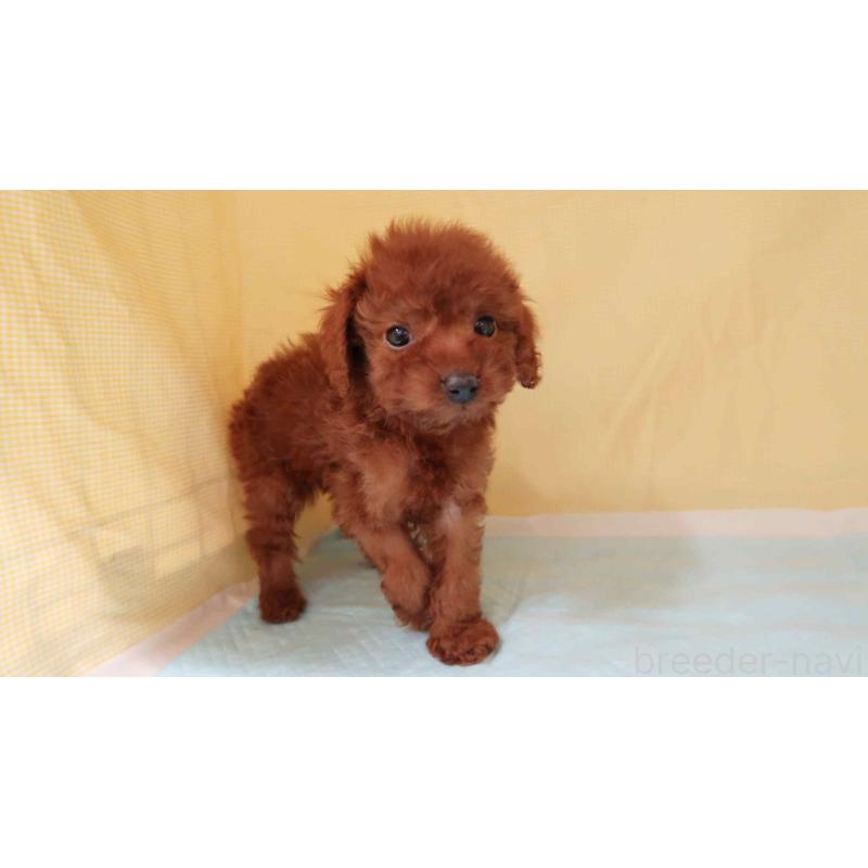 販売中の東京都のトイプードル-437136の3枚目