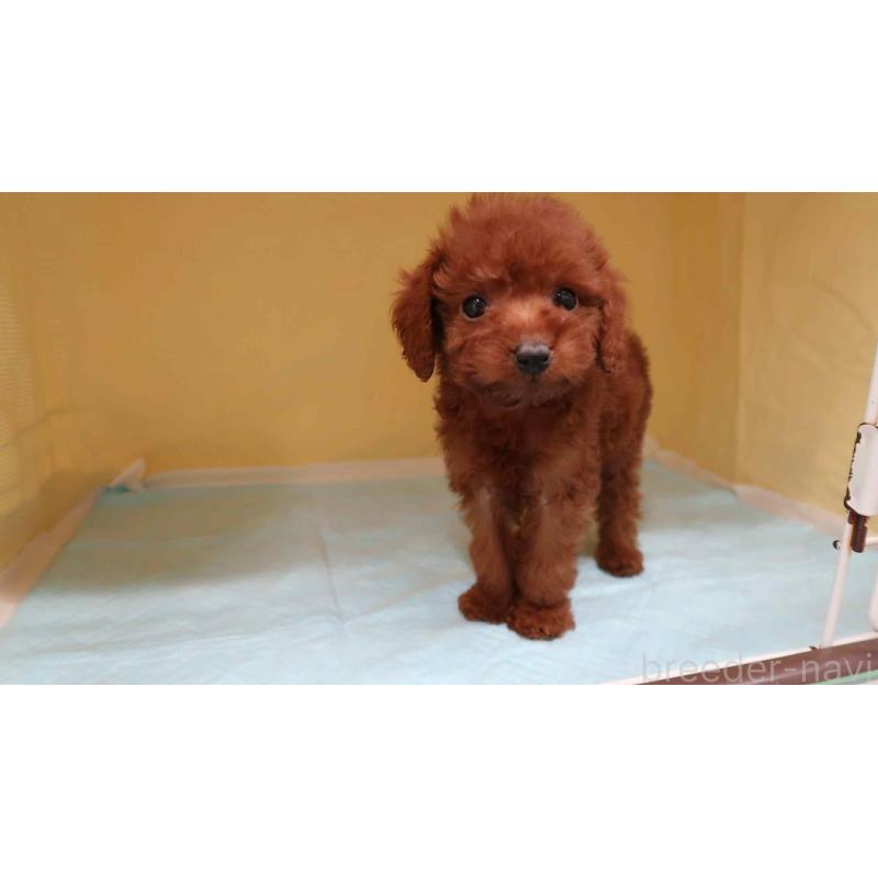 販売中の東京都のトイプードル-437136の2枚目