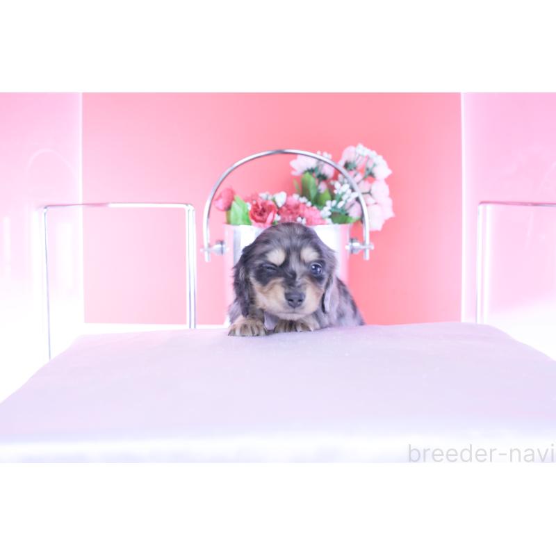 販売中の愛知県のカニンヘンダックスフンド(ロングヘアード)-437140の14枚目