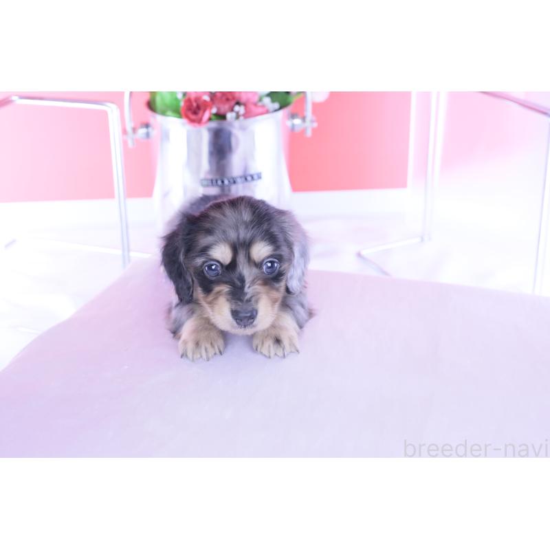 販売中の愛知県のカニンヘンダックスフンド(ロングヘアード)-437140の8枚目