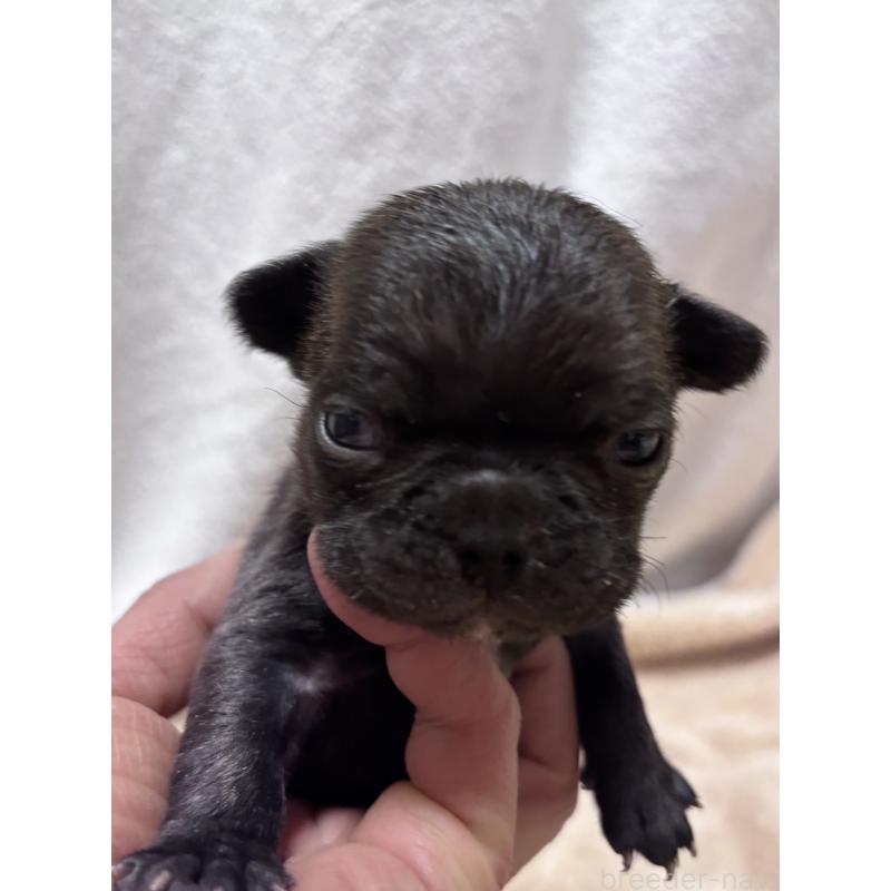 販売中の三重県のフレンチブルドッグ-437137の3枚目