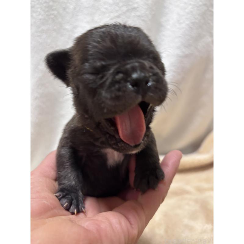 販売中の三重県のフレンチブルドッグ-437137の2枚目