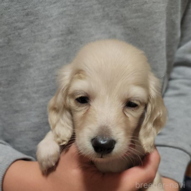 販売中の静岡県のミニチュアダックスフンド(ロングヘアード)-437141の2枚目