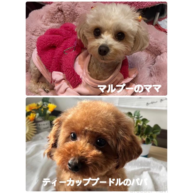 販売中の福岡県のミックス犬-437139の2枚目