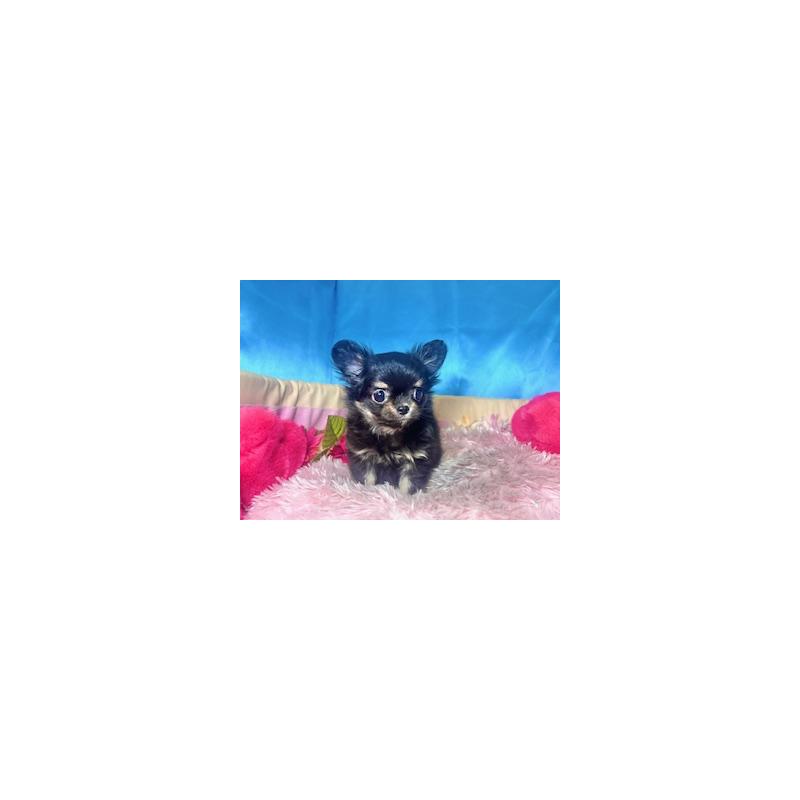 販売中の愛知県のチワワ(ロングコート)-437144の6枚目