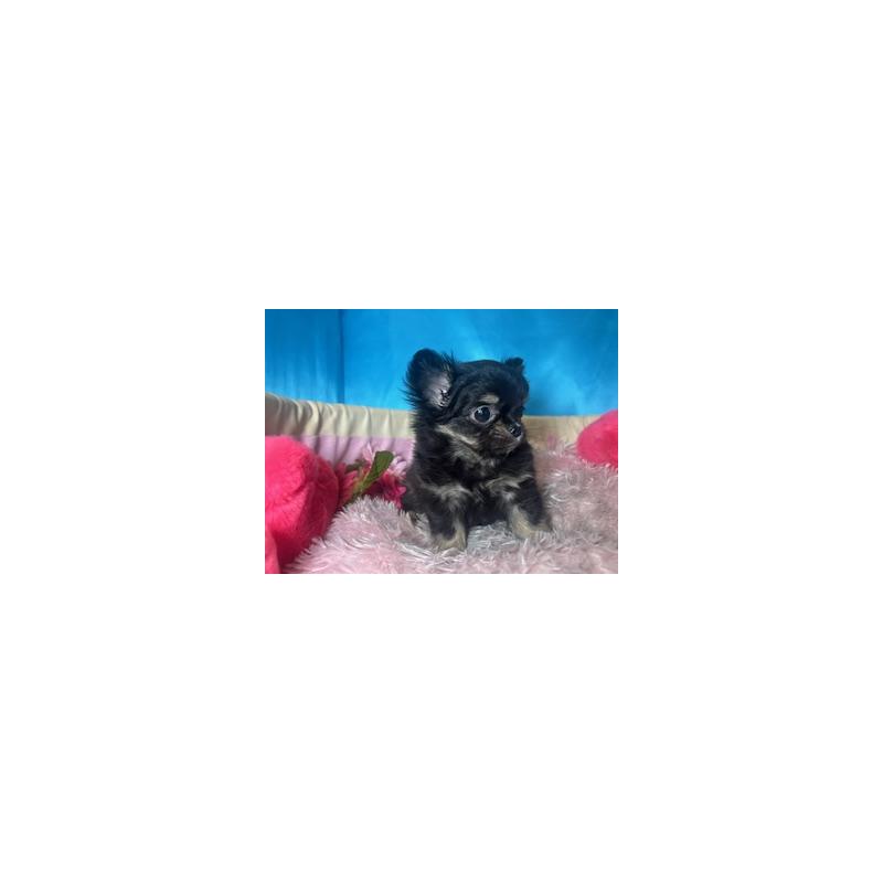 販売中の愛知県のチワワ(ロングコート)-437144の3枚目