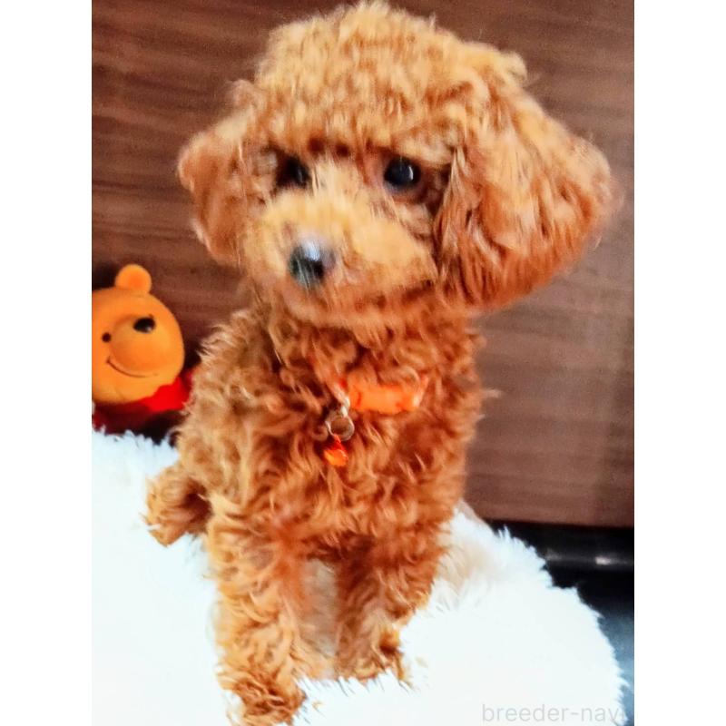 販売中の愛媛県のタイニープードル-405939