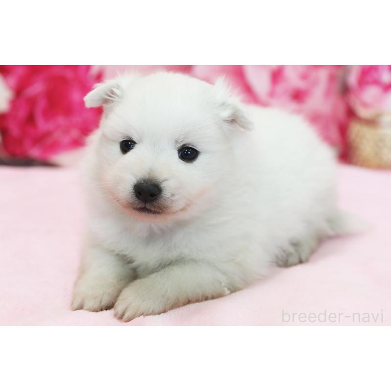 販売中の神奈川県の日本スピッツ-437143