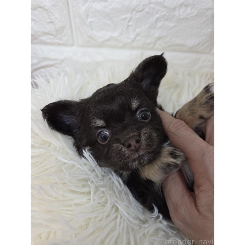 販売中の愛知県のチワワ(ロングコート)-428885の4枚目