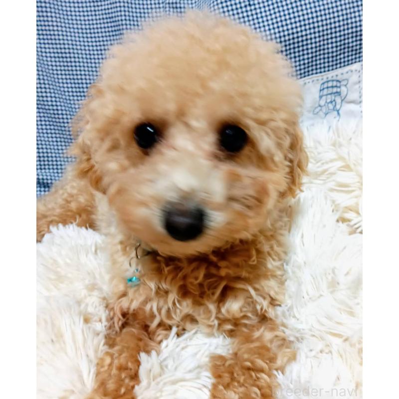 販売中の愛媛県のタイニープードル-367421