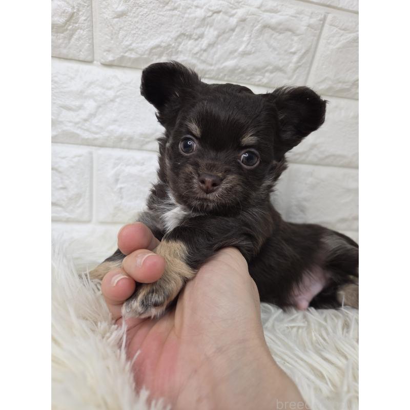 販売中の愛知県のチワワ(ロングコート)-428885の3枚目