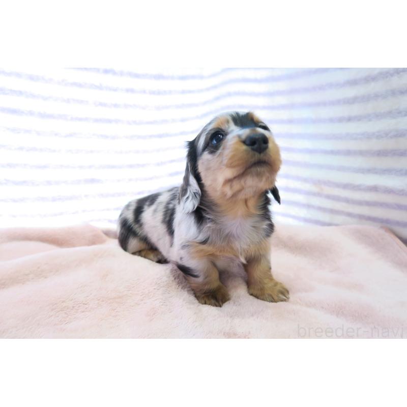 販売中の大阪府のミニチュアダックスフンド(ロングヘアード)-437146の6枚目