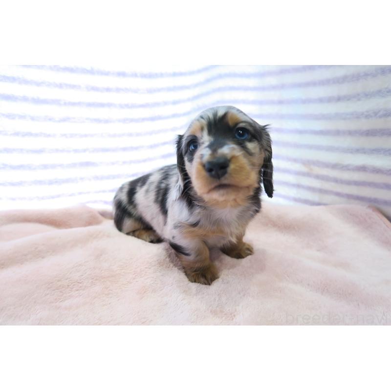 販売中の大阪府のミニチュアダックスフンド(ロングヘアード)-437146の5枚目