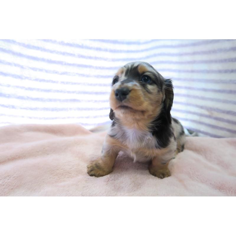 販売中の大阪府のミニチュアダックスフンド(ロングヘアード)-437146の4枚目