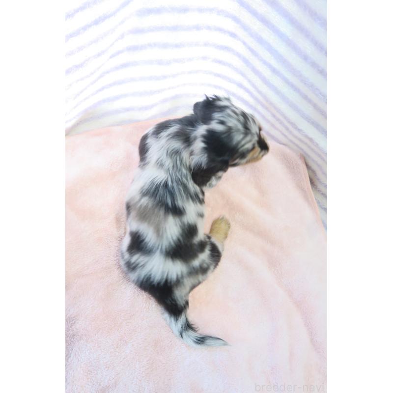 販売中の大阪府のミニチュアダックスフンド(ロングヘアード)-437146の3枚目