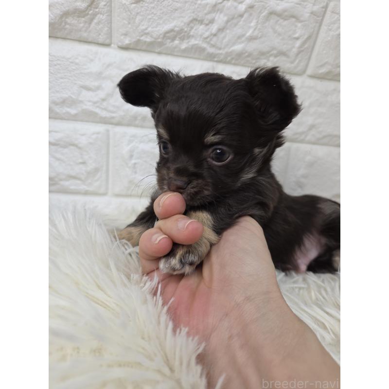 販売中の愛知県のチワワ(ロングコート)-428885の2枚目