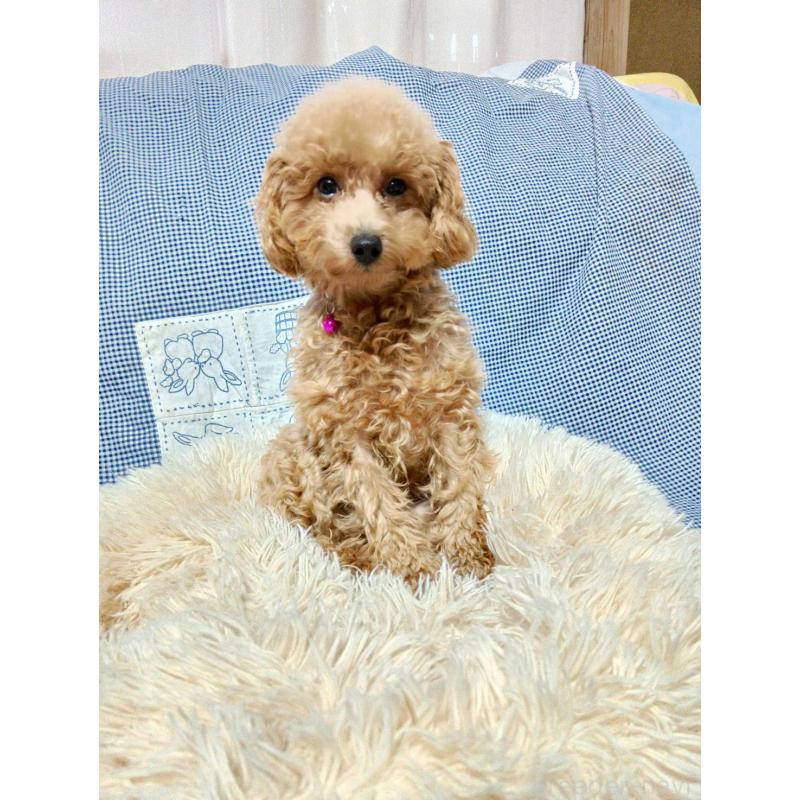 販売中の愛媛県のタイニープードル-367424