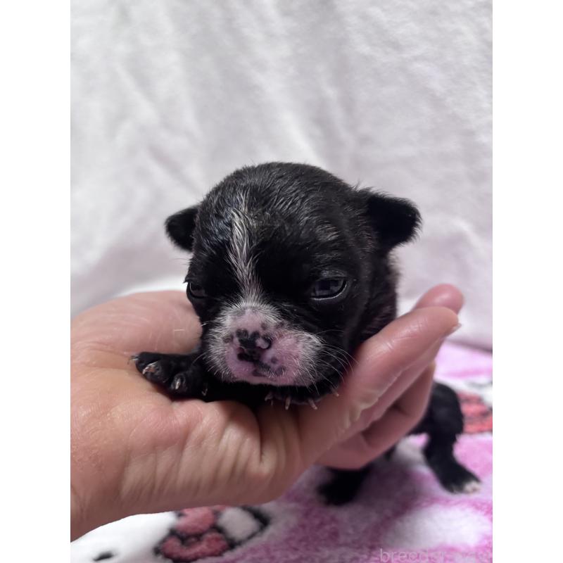 販売中の三重県のフレンチブルドッグ-437145