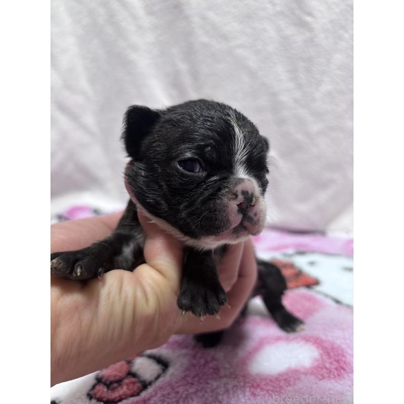 販売中の三重県のフレンチブルドッグ-437145の5枚目