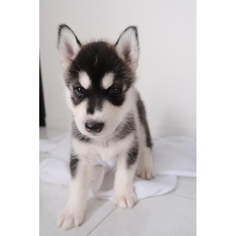 販売中の北海道のシベリアンハスキー-437159の3枚目