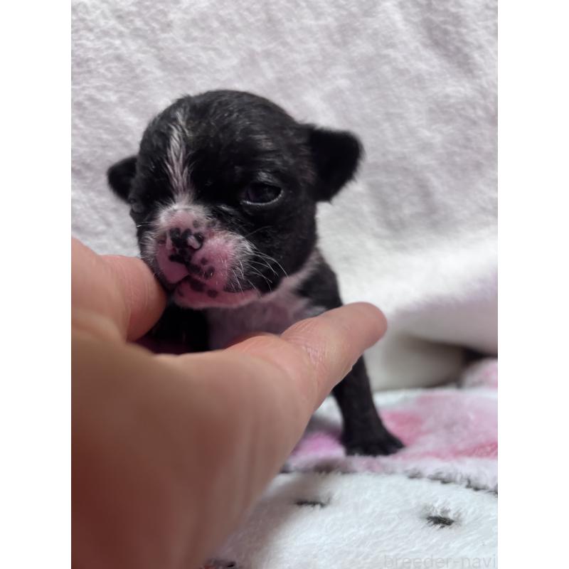 販売中の三重県のフレンチブルドッグ-437145の2枚目