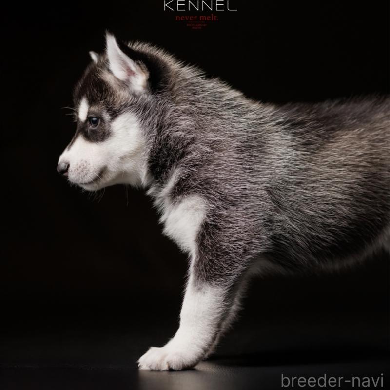 販売中の北海道のシベリアンハスキー-437159の2枚目