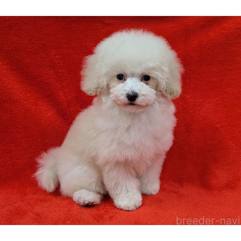 販売中の滋賀県のトイプードル-437147の1枚目