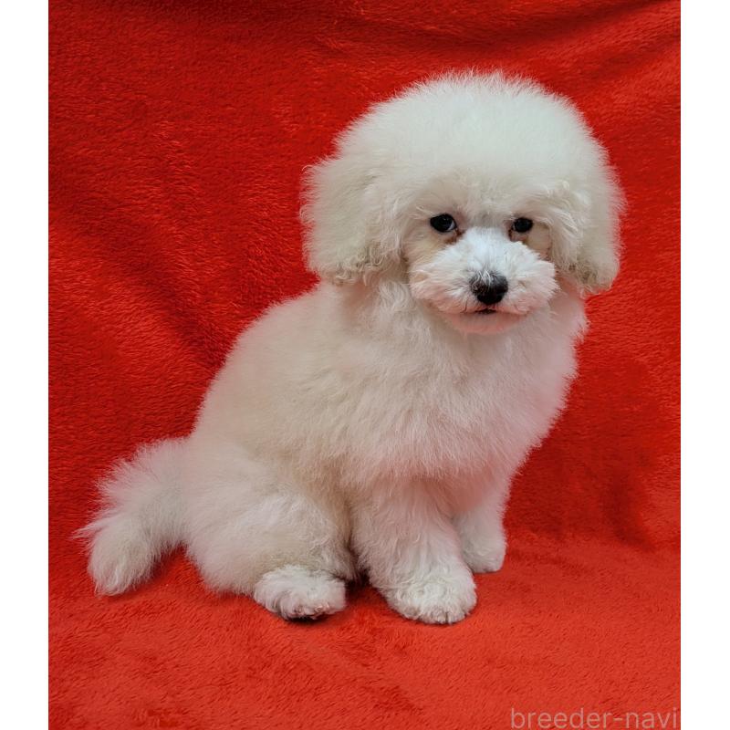 販売中の滋賀県のトイプードル-437147の8枚目