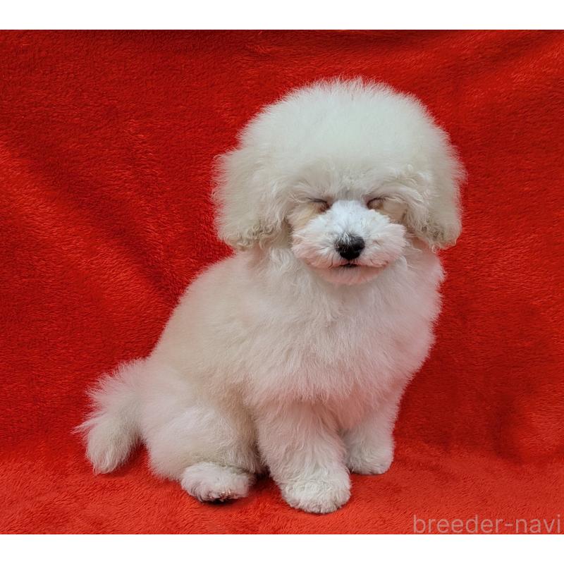 販売中の滋賀県のトイプードル-437147の7枚目