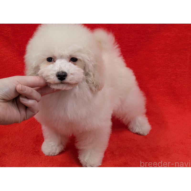 販売中の滋賀県のトイプードル-437147の6枚目