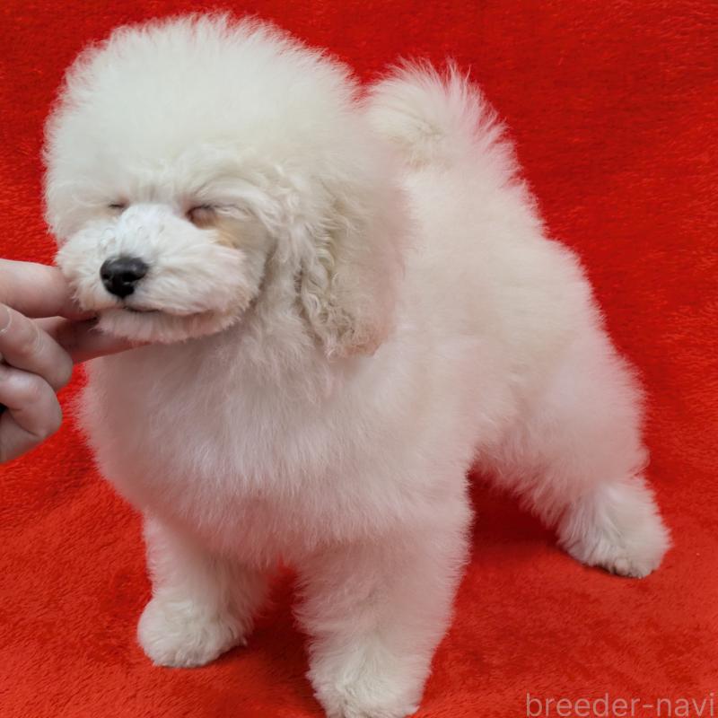 販売中の滋賀県のトイプードル-437147の5枚目