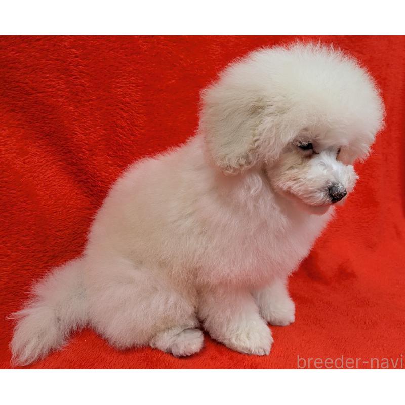 販売中の滋賀県のトイプードル-437147の4枚目