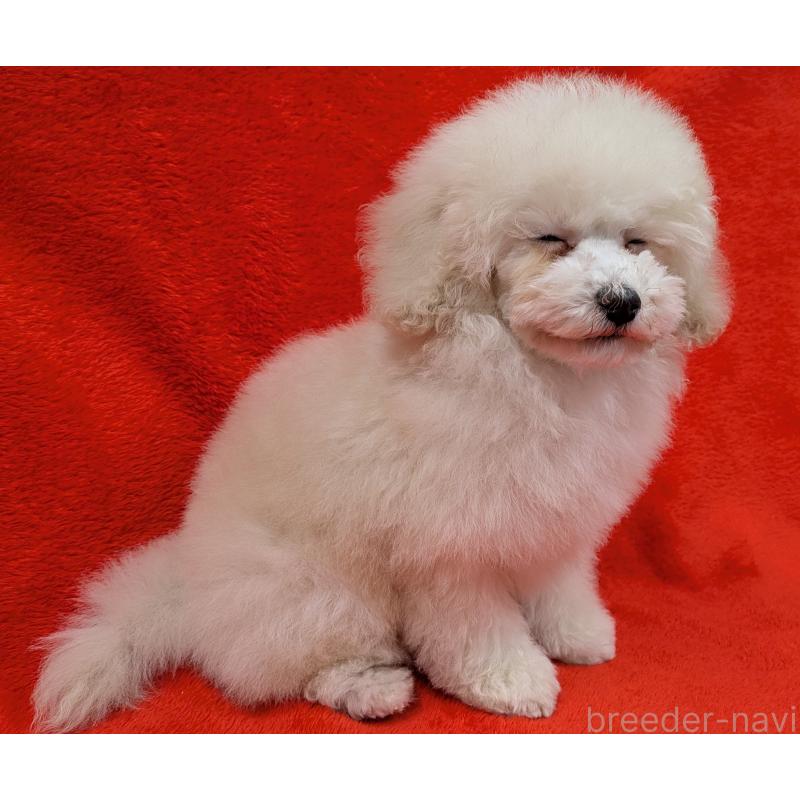 販売中の滋賀県のトイプードル-437147の3枚目