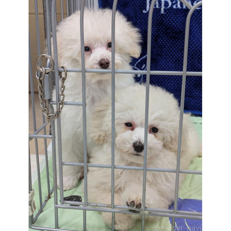 販売中の滋賀県のトイプードル-437147の2枚目