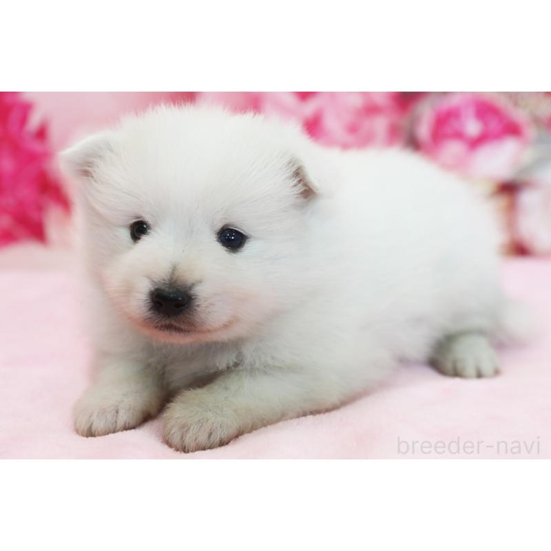 販売中の神奈川県の日本スピッツ-437148の1枚目