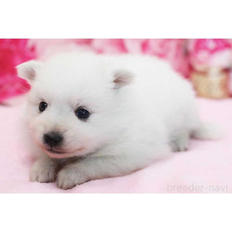 販売中の神奈川県の日本スピッツ-437149